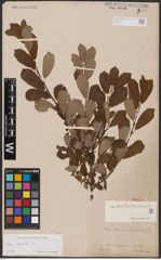 Foto von Salix aurita L.